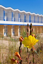 Yellow flower infront of double decked beach huts, Sandbanks, Poole, Dorset, UK 2009