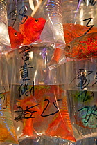 Shops selling tropical fish, koi carp and goldfish in bags, Mongkok, Hong Kong, China 2007