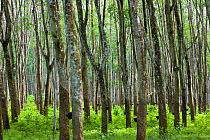 Rubber tree plantation within Pulau Langkawi, Langkawi Island, Malaysia 2008