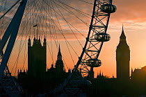 Millennium Ferris Wheel - London Eye and Big Ben, silhouetted at sunset, London, UK 2008