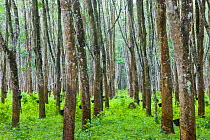 Rubber tree plantation within Pulau Langkawi, Langkawi Island, Malaysia 2008