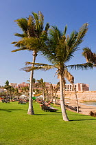 Palm trees at Jissah beach at Shangri-La Resort, Al Jissah, Muscat, Oman 2007