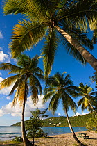 Magens Bay beach and palm trees, St Thomas, US Virgin Islands, Leeward Islands, Lesser Antilles, Caribbean, West Indies 2008