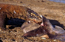 Komodo dragon (Varanus komodoensis) on beach with carcass of Ocean Sunfish, taken from a fisherman, Komodo, Indonesia.