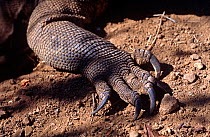 Komodo dragon (Varanus komodoensis) foot and claws detail, Komodo, Indonesia.
