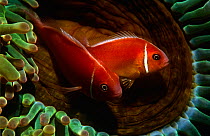 Pink anemonefish (Amphiprion perideraion) in anemone, Chuuk Lagoon, Western Pacific.