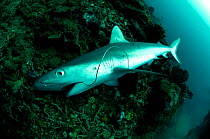 Black tip reef shark (Carcharinus melanopterus) caught with fishing line and discarded, Solomon Islands, Pacific.