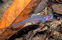 Knife fish (Porotergus nattereri) known locally as 'Vampiro' in tributary of the Amazon, Brazil.