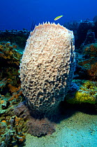 Barrel sponge (Xestospongia muta) and fish, Tobago