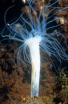Sea anemone, Jellyfish Lake. Palau, Pacific Ocean.