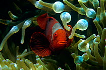 Spine cheeked anemonefish (Premnas biaculeatus) in anemone, Soloman Islands, Indo-Pacific