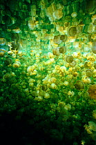 Jellyfish (Mastigias sp) aggregation as sun rays touch marine lakes surface. Jellyfish Lake. Palau.