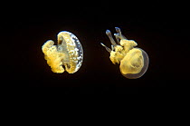 Juvenile jellyfish (Mastigias sp.) at night. Jellyfish Lake. Palau.
