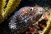 Spotted moray eel (Gymnothorax moringua) Tobago. Caribbean.