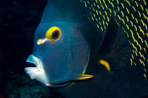 French Angelfish (Pomacanthus paru) Tobago. Caribbean.