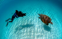 Cameraman Michael Pitts filming Green turtle (Chelonia mydas) Karan Island. Arabian Gulf, June 2009
