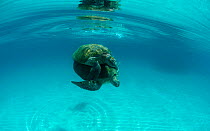 Green sea turtles (Chelonia mydas) mating turtles. Karan Island, Arabian Gulf.