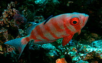 Redmouth grouper (Aethaloperca rogaa) with cleaner wrasse, Red Sea.