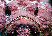 Stonefish (Synanceia verrucosa) close up portrait, Red Sea.