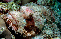 Flathead scorpionfish (Scorpaenopsis oxycephalus) Red Sea.