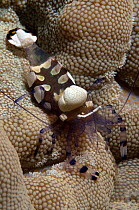 Anemone shrimp (Periclimenes brevicarpalis) Red Sea.