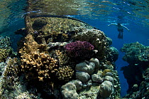 Snorkeller on bow of wreck colonised by corals, Red Sea, August 2011