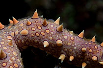 Necklace Seastar / Marble Star starfish (Fromia monilis) detail of leg, Red Sea.