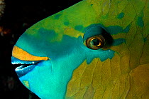 Bicolour parrotfish (Cetoscarus bicolor) sleeping at night, Red Sea.