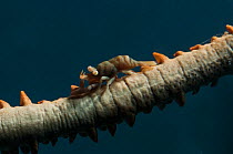 Black coral shrimp (Pontonides unciger) Red Sea.