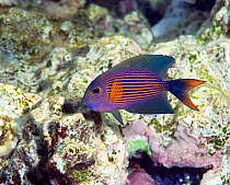 Striped bristletooth surgeonfish (Ctenochaetus striatus) Red Sea.