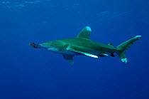 Oceanic whitetip shark (Carcharhinus longimanus) with Pilot fish (Naucrates ductor) Red Sea.