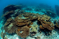 Table corals (Acropora sp) Karan Island, Saudi Arabia, Arabian Gulf.