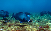 Humphead parrotfish (Bolbometopon muricatum) feeding in the reef surge zone. Saudi Arabia, Red Sea.