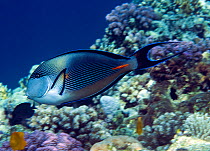 Arabian Surgeonfish (Acanthurus sohal) Red Sea.