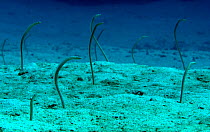 Red Sea Garden eels (Gorgasia sillneri) Red Sea.