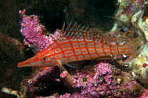 Longose hawkfish (Oxycirrhites typus) Galapagos.