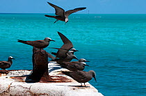 Brown noddy terns (Anous stolidus) Midway Island. Central Pacific.