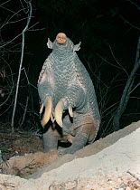 Giant Armadillo (Priodontes maximus), adult female standing and sniffing air. Pantanal, Brazil, October.