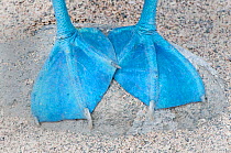 Blue-footed Booby (Sula nebouxii), close up of feet. Galapagos Islands, Ecuador.
