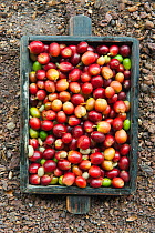 Hand-picked Coffee Berries (Coffea arabica). El Trapiche Farm, Highlands, Santa Cruz Island, Galapagos islands, Ecuador.