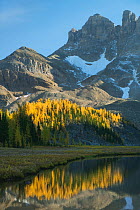Autumn larches reflected in Gog Lake, below The Towers. Mt. Assiniboine Provincial Park, British Columbia, Canada, September 2012.