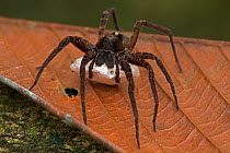 Nursery web spider (Pisauridae) carrying egg sac, tropical rainforest, Costa Rica