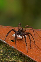 Nursery web spider (Pisauridae) carrying egg sac, tropical rainforest, Costa Rica