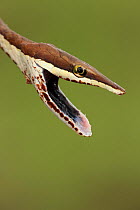 Brown Vine Snake (Oxybelis aeneus) in defensive display, mildly venomous, Costa Rica