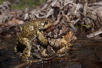 American toad (Bufo americanus) males attempting to mate with female, New York, May