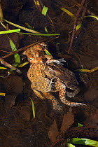 American toad (Bufo americanus) males attempting to mate with female, New York, May
