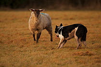 Border Collie, herding sheep, Herefordshire, England, United Kingdom, January