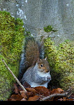 Grey Squirrel (Sciurus caronlinensis) with nut as base of beech tree. Lee Burn, Longframlington, Northumberland, UK, December.