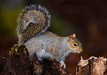 Grey Squirrel (Sciurus caronlinensis) on stump. Lee Burn, Longframlington, Northumberland, UK, December.