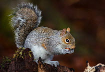 Grey Squirrel (Sciurus caronlinensis) feeding on nut. Lee Burn, Longframlington, Northumberland, UK, December.